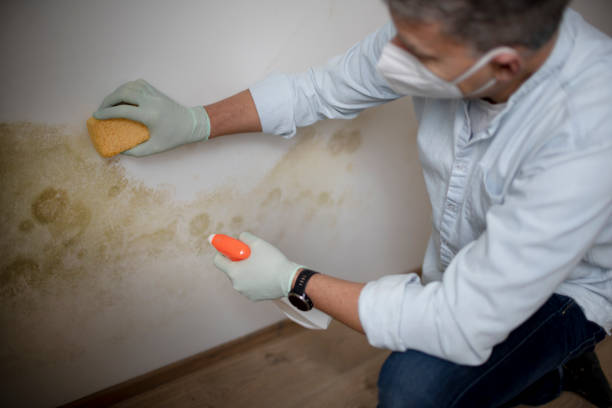 Best Mold Remediation for Healthcare Facilities  in Colwich, KS